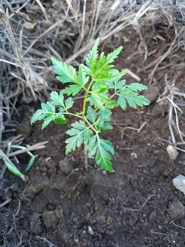tree image