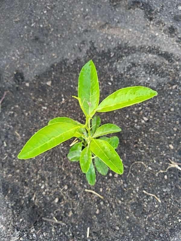 tree image