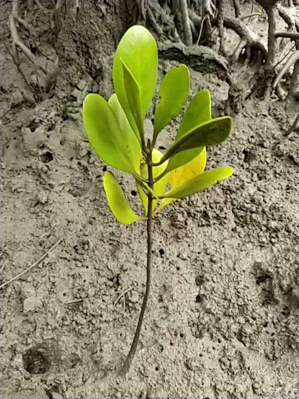 tree image