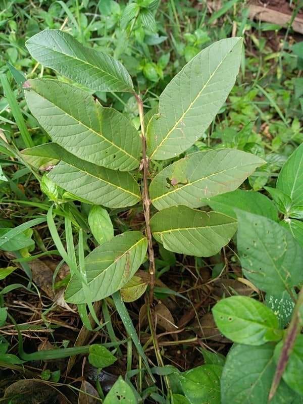 tree image