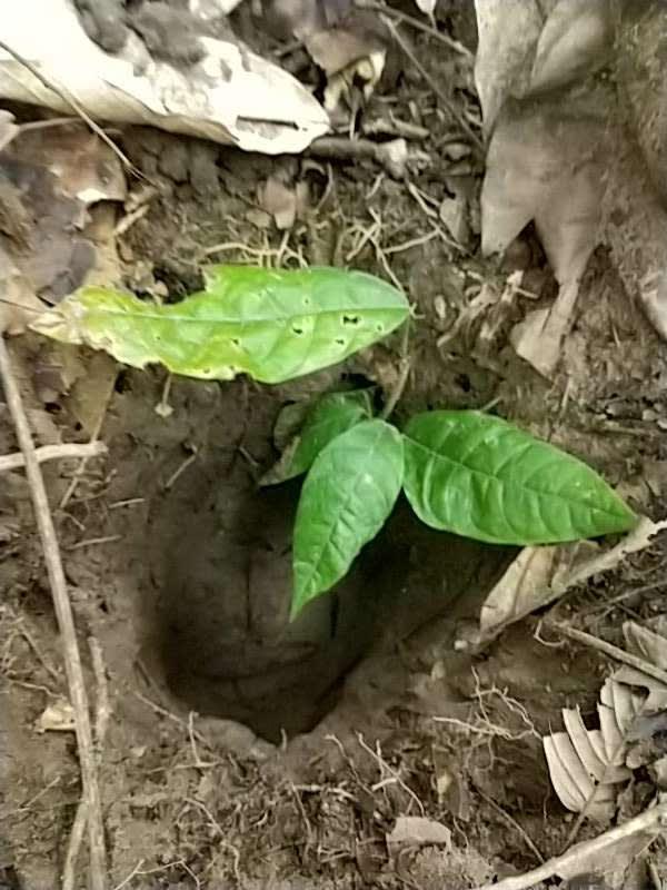 tree image