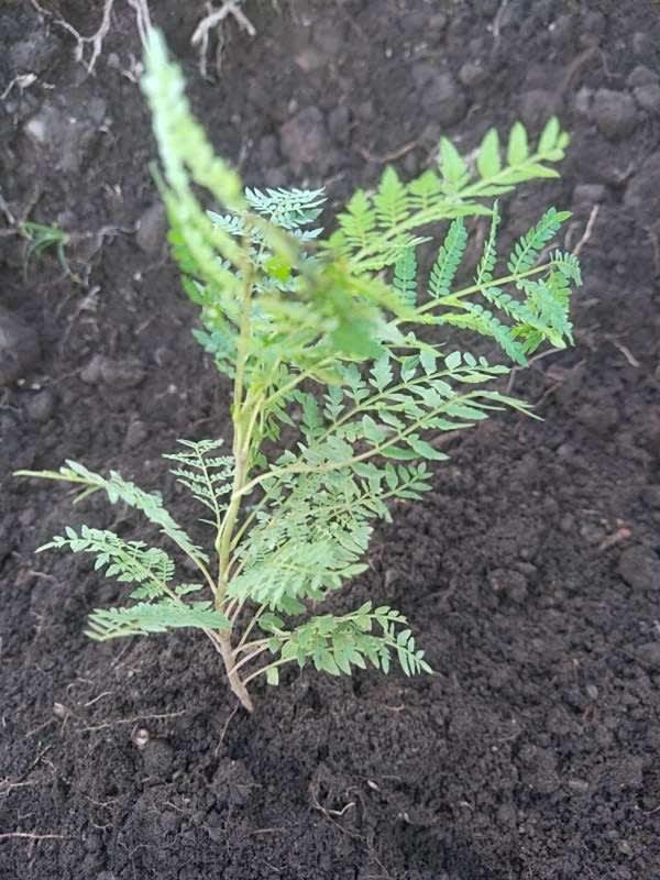 tree image