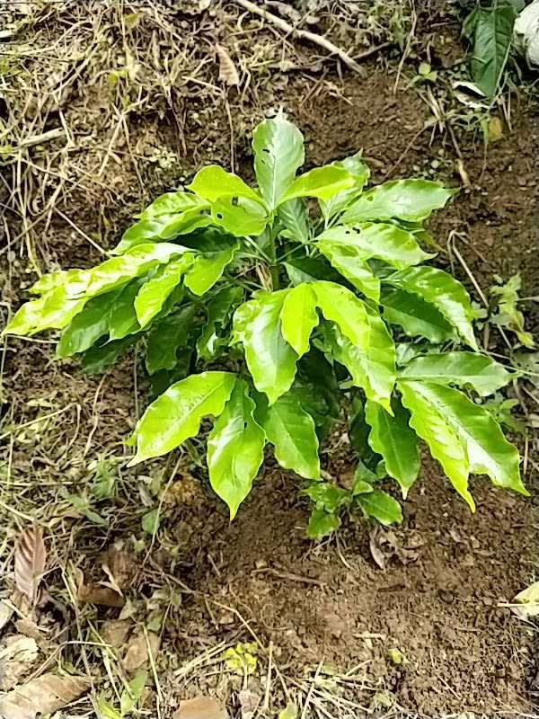 tree image