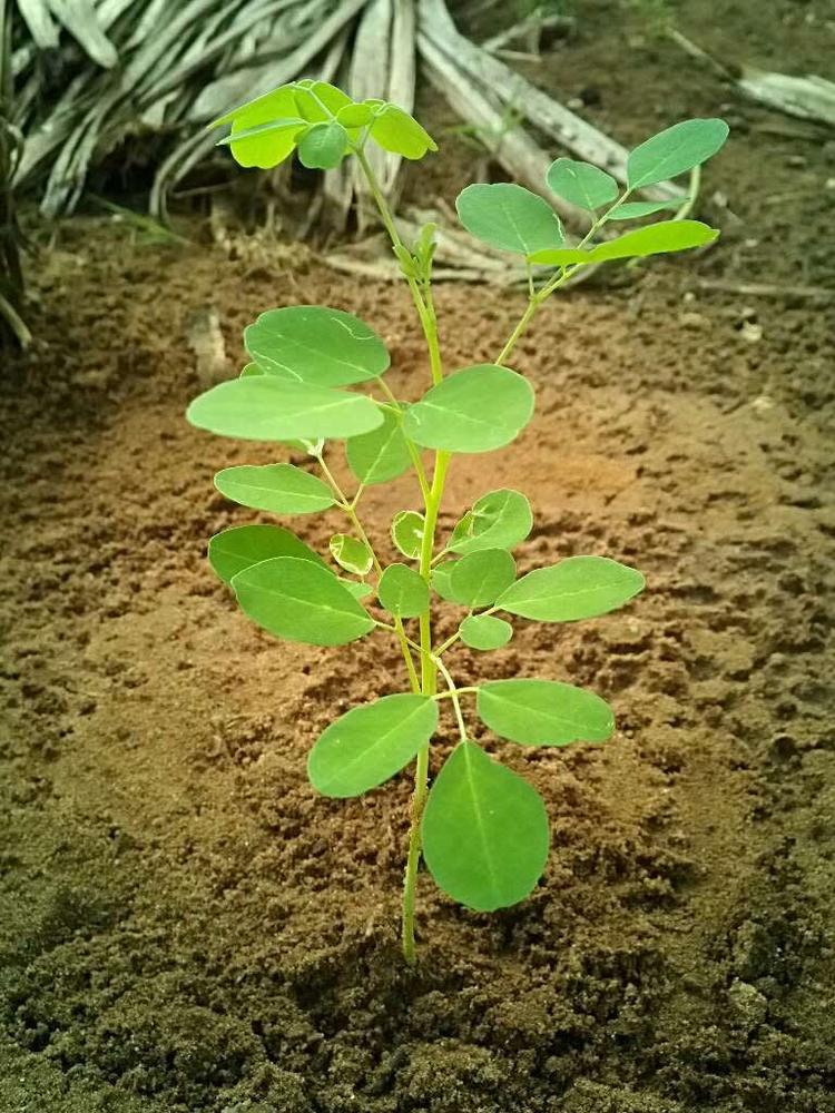 tree image