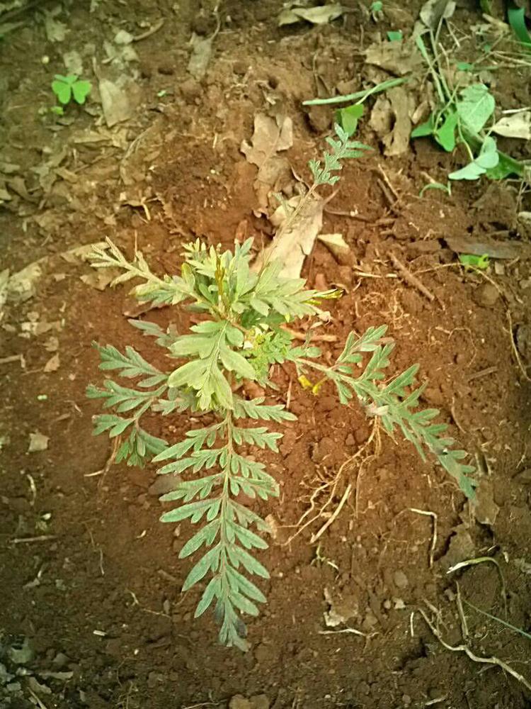 tree image