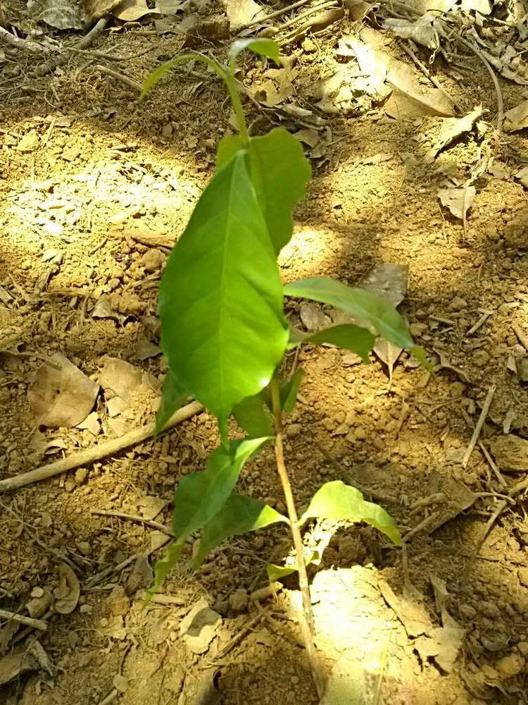tree image