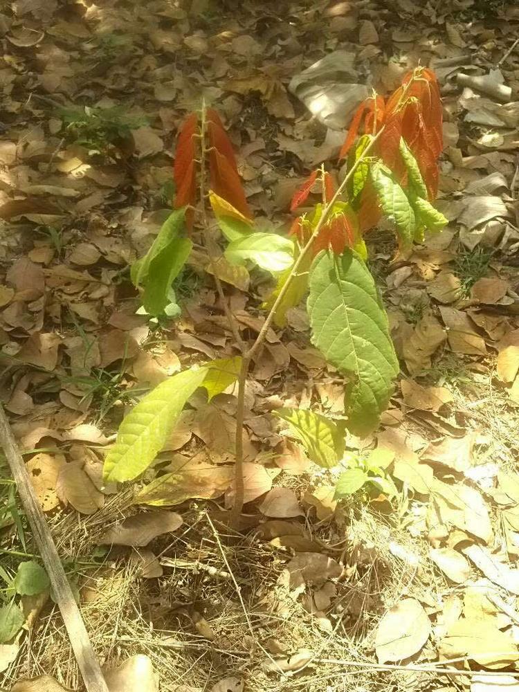 tree image