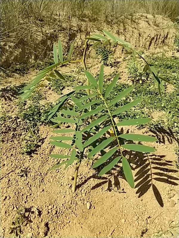 tree image