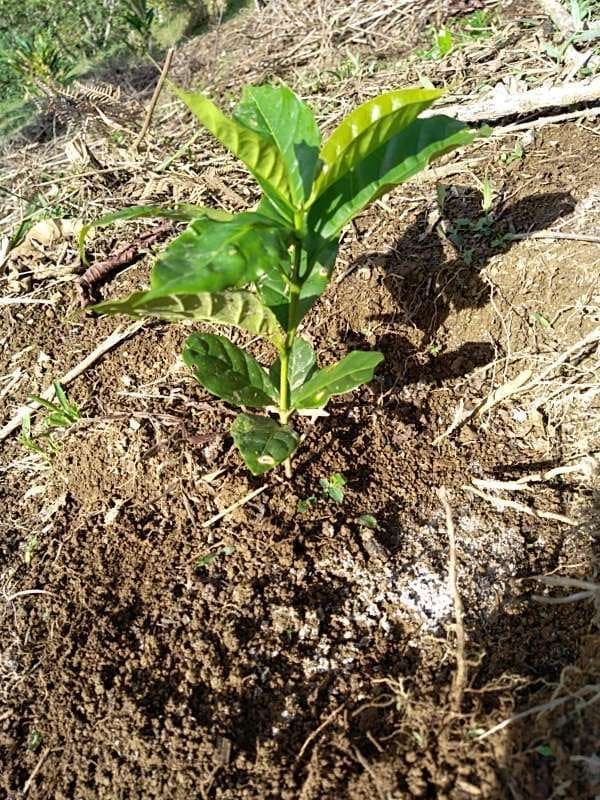 tree image