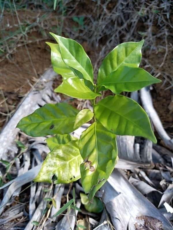tree image