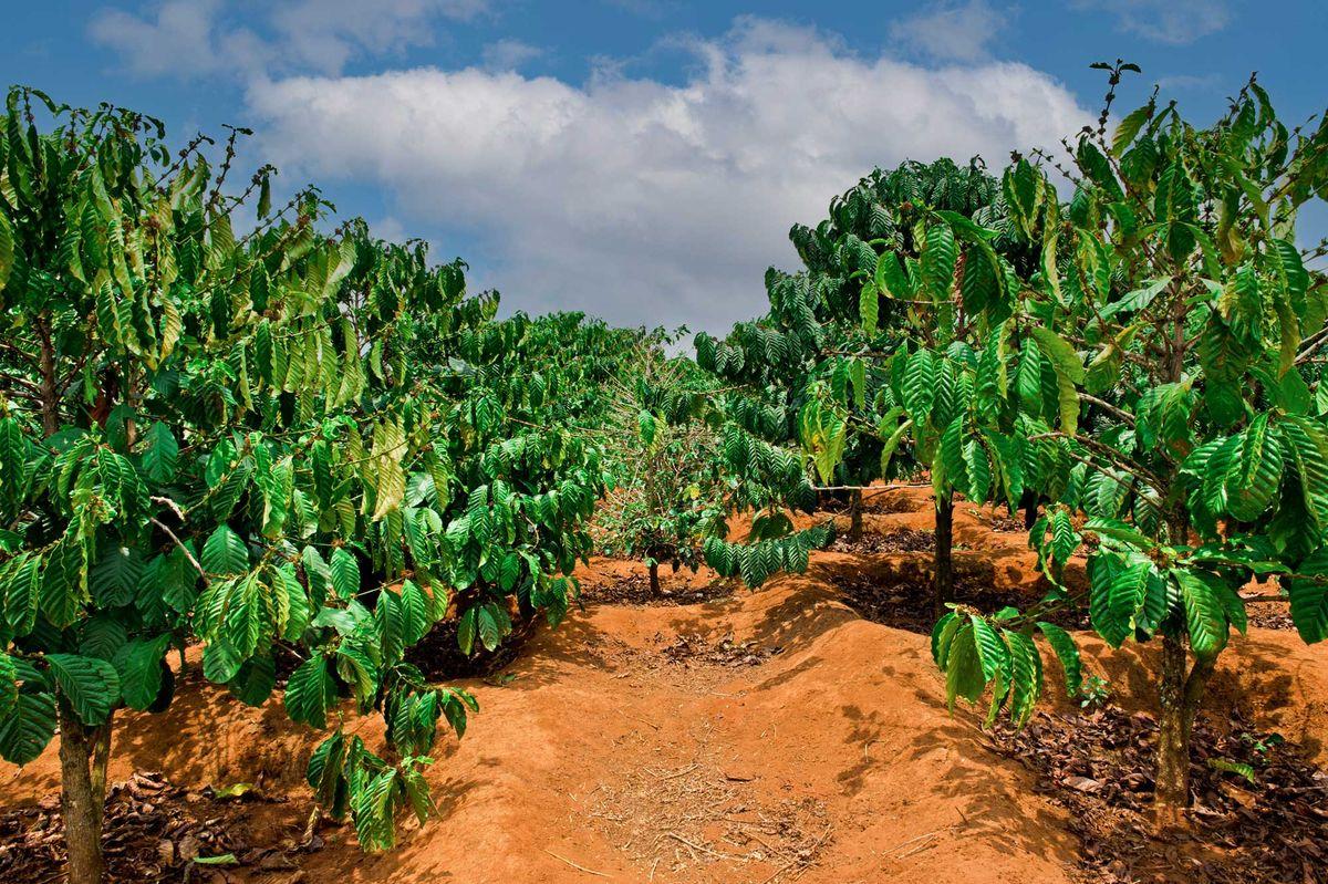 Coffea arabica