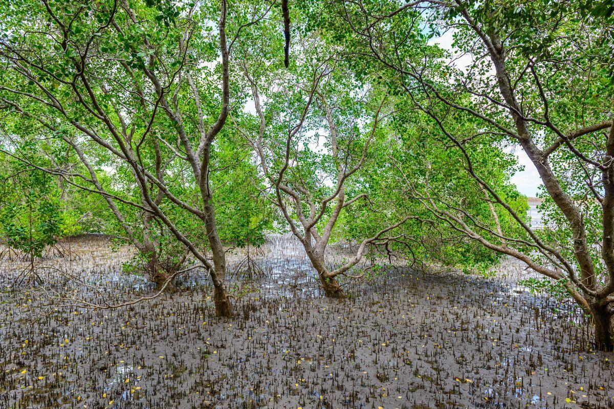 Avicennia marina