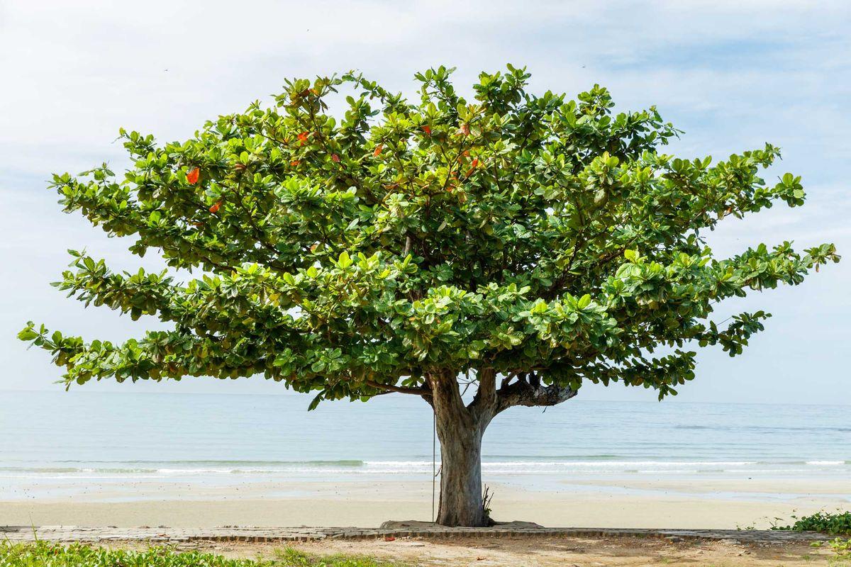 Terminalia brownii