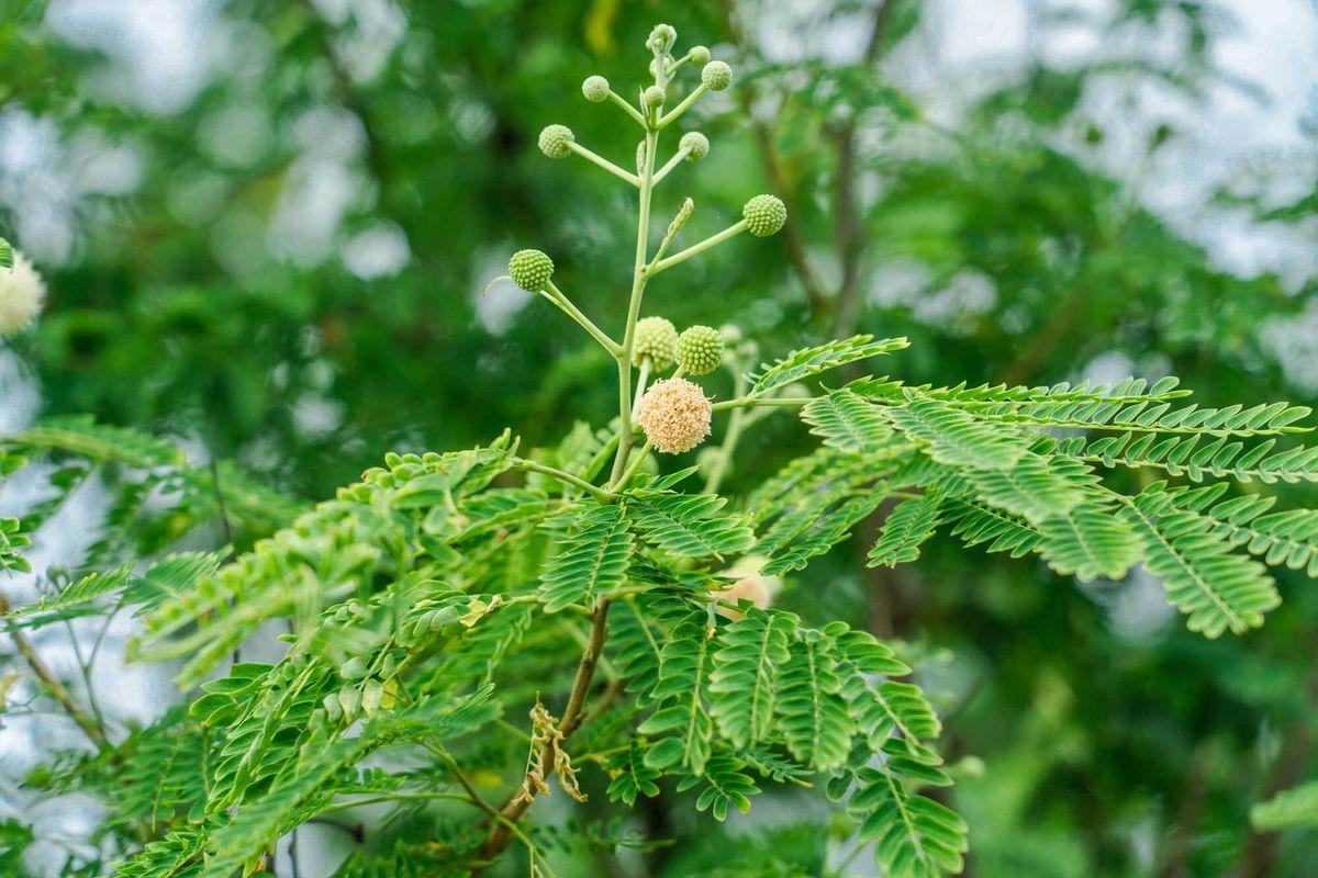 Leucaena leucocephala