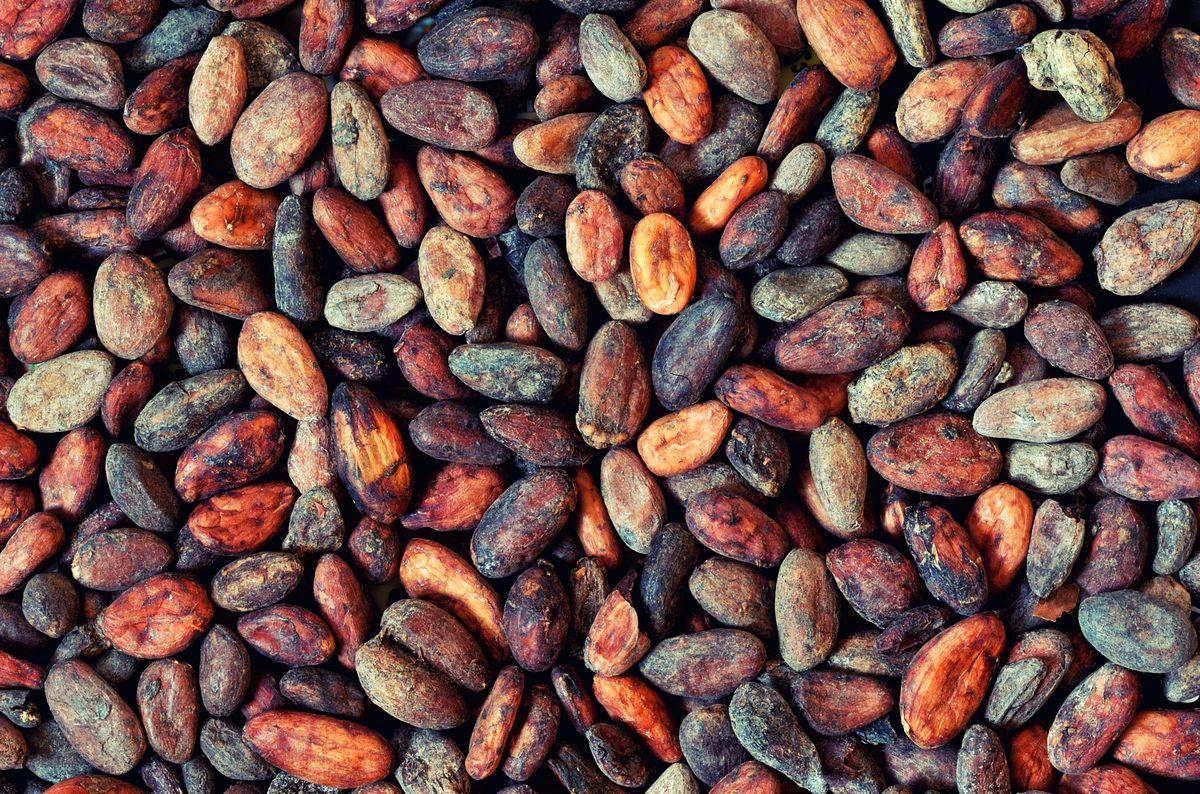 Theobroma cacao