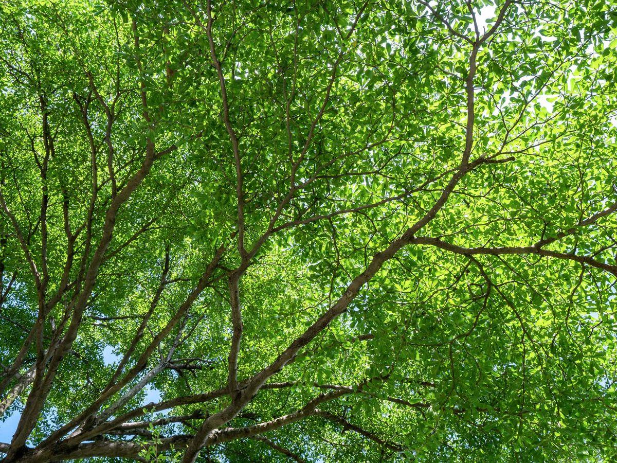 Terminalia brownii