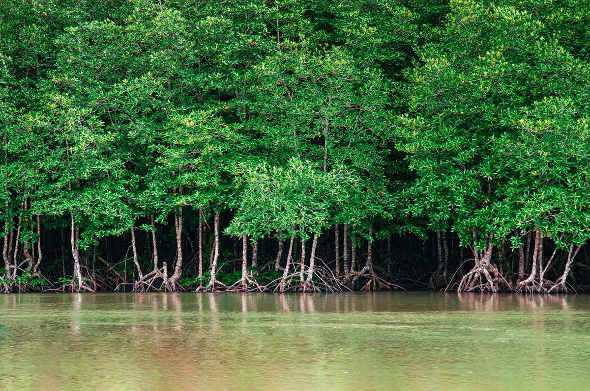 Avicennia marina