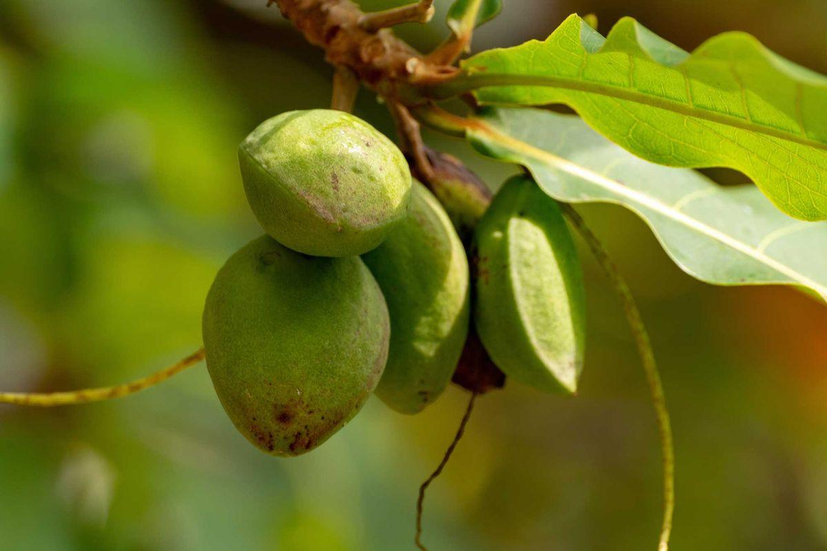 Terminalia brownii