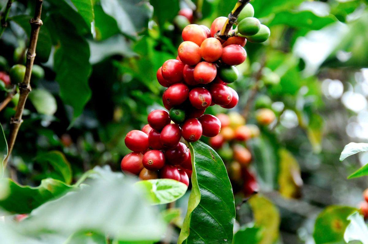 Coffea arabica