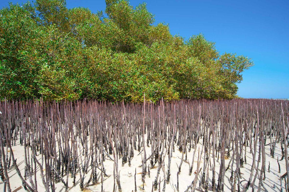 Avicennia marina