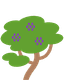 Jacaranda