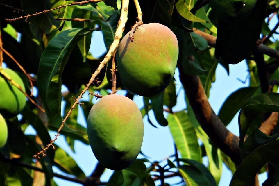 Mangifera indica