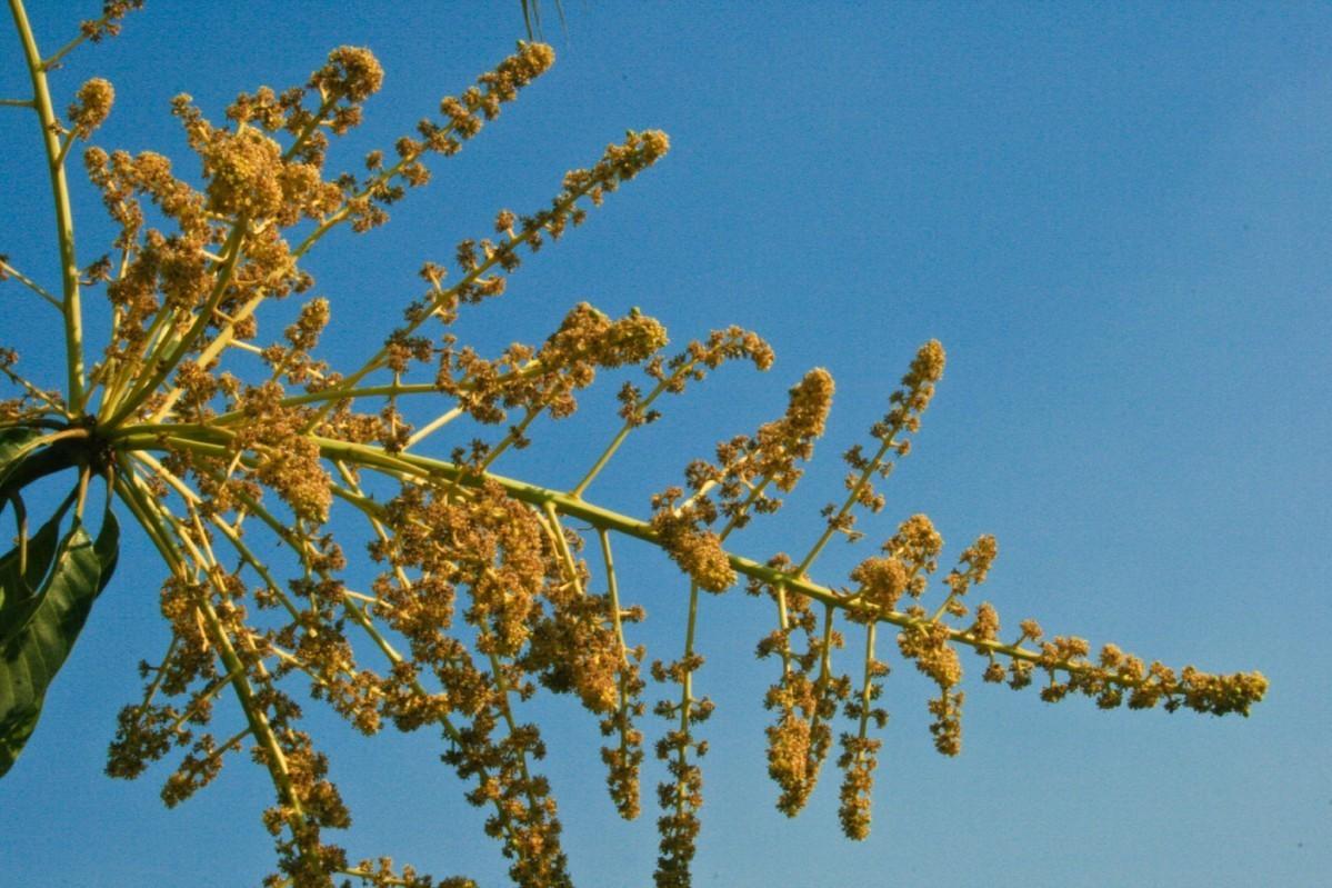 Mangifera indica