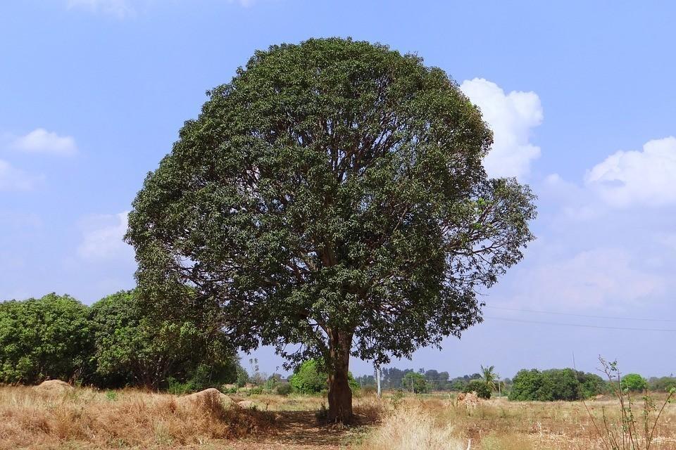 Mangifera indica