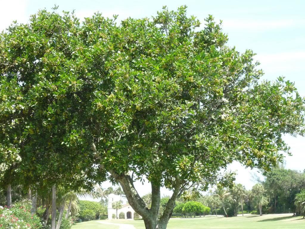 Macadamia integrifolia