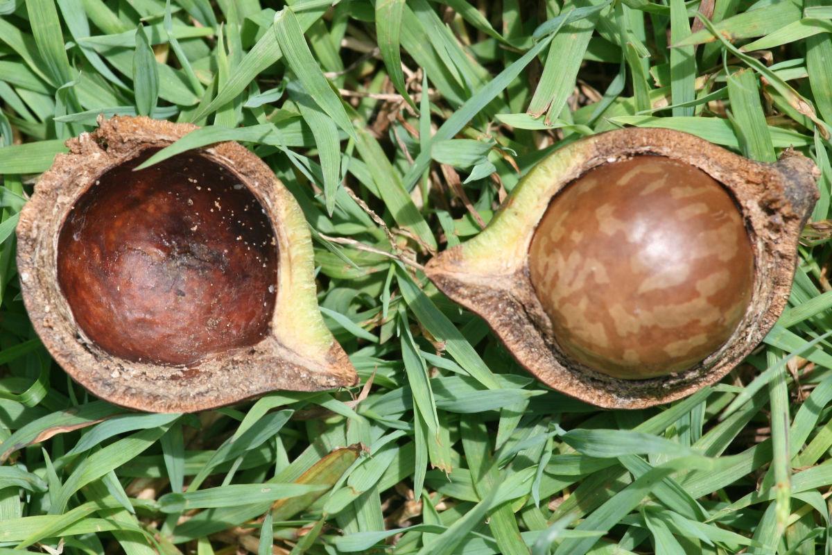 Macadamia integrifolia