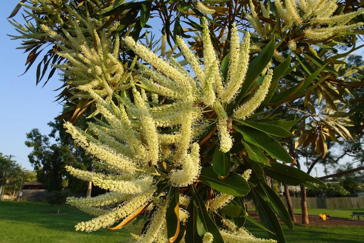 Grevillea robusta