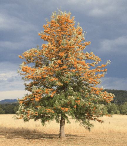 Grevillea robusta