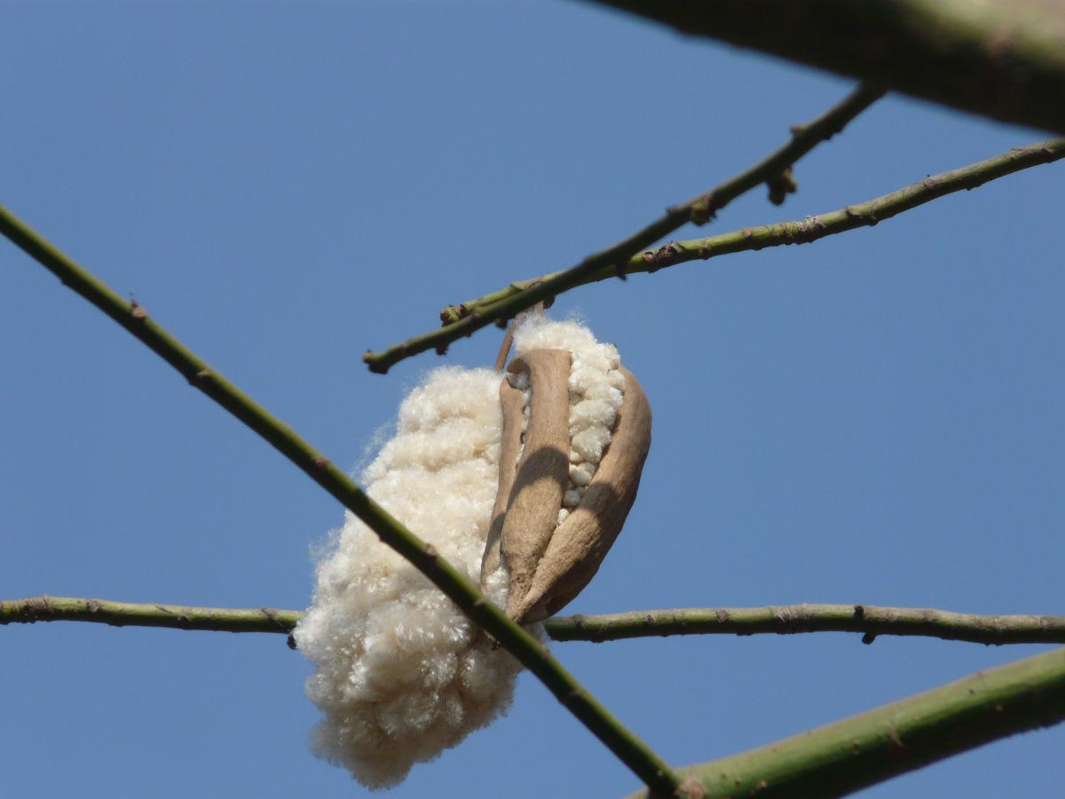 Ceiba pentandra