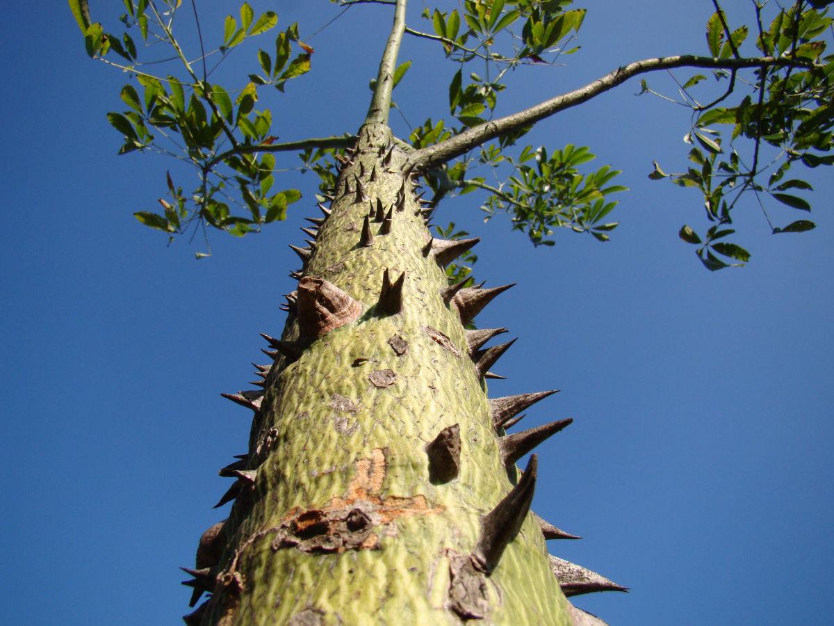 Ceiba pentandra