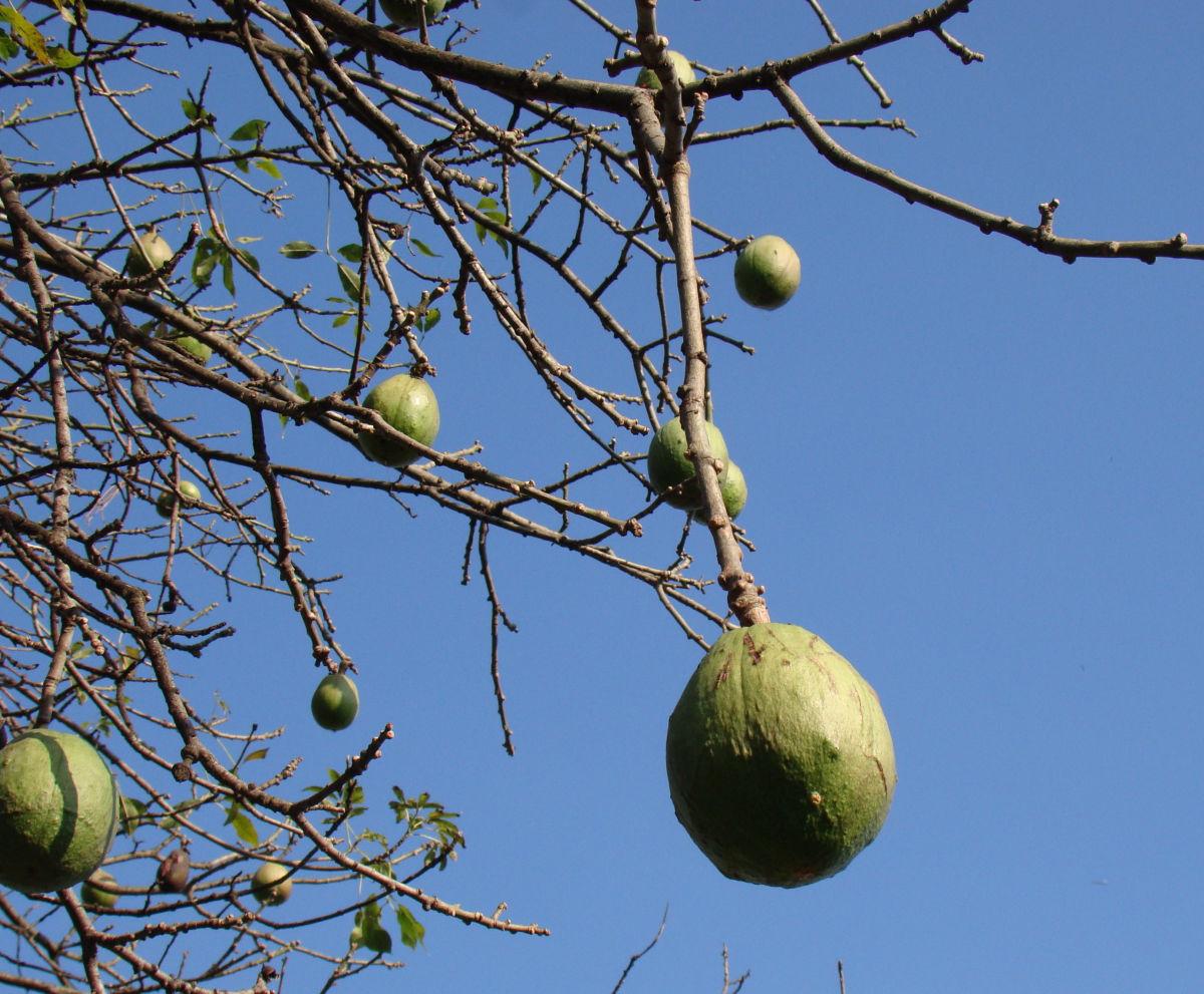 Ceiba pentandra