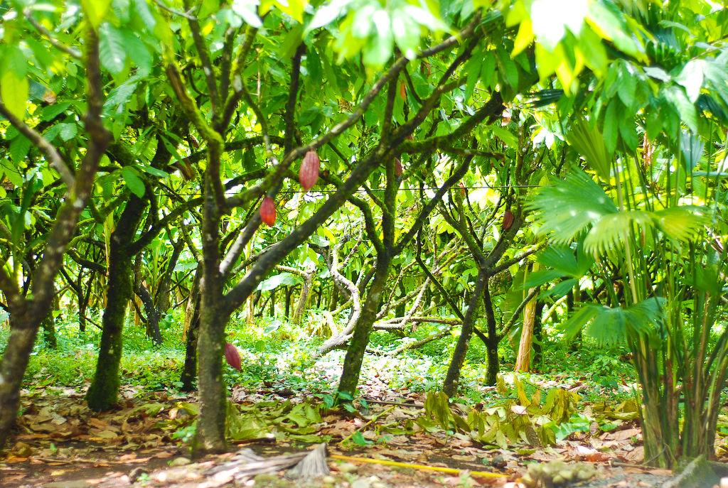 Theobroma cacao