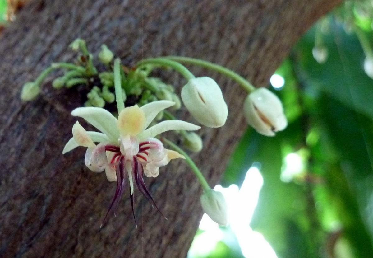 Theobroma cacao