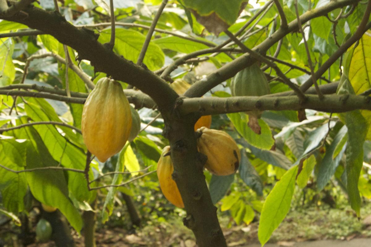 Theobroma cacao