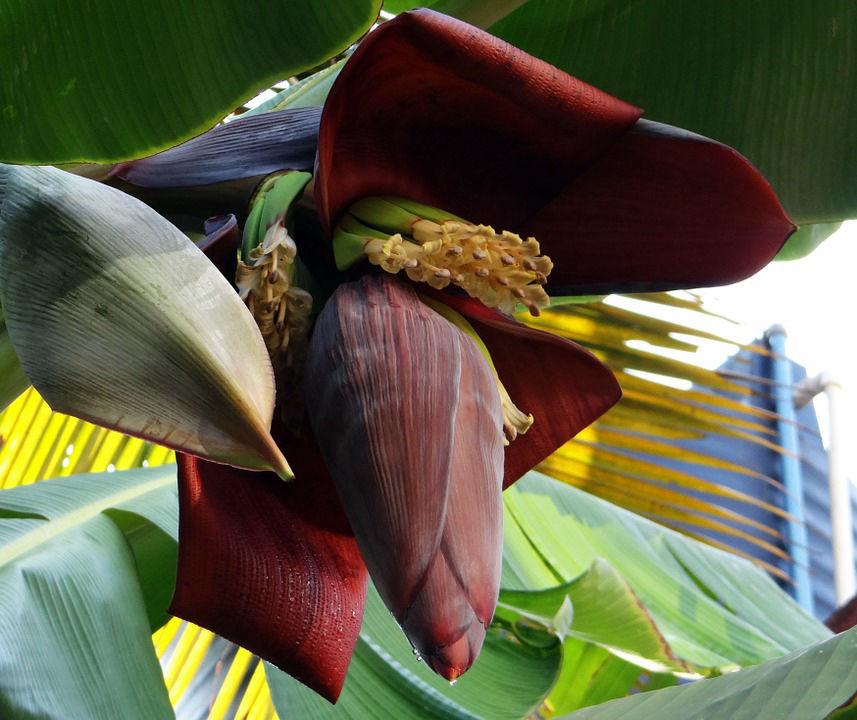 Musa x paradisiaca