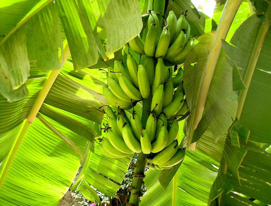 Musa x paradisiaca