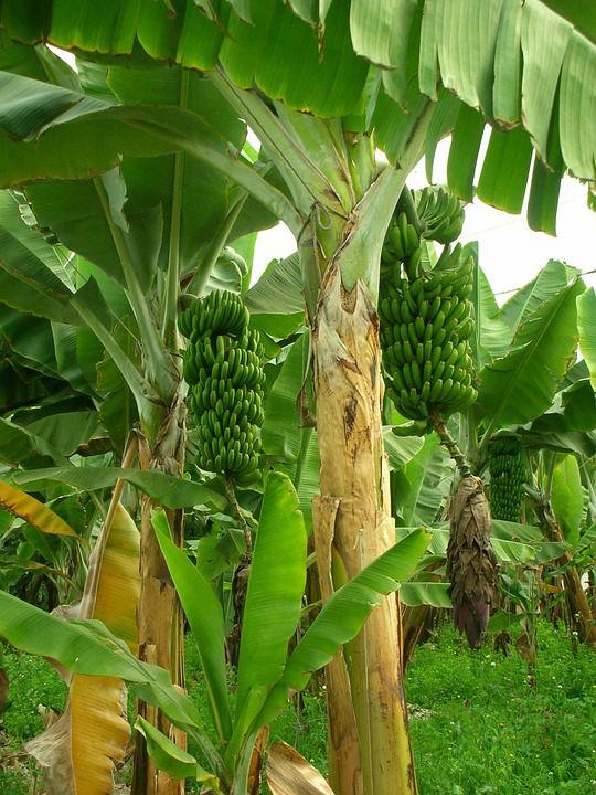 Musa x paradisiaca