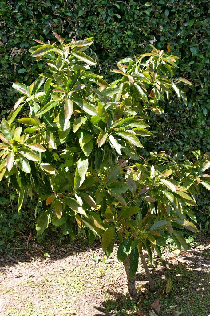 Persea americana