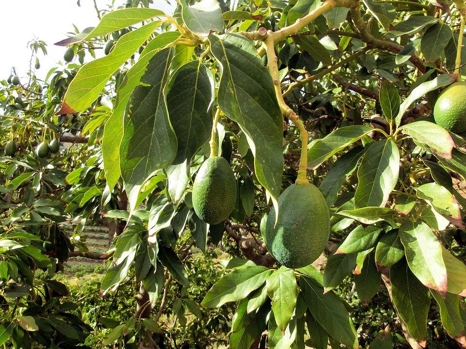 Persea americana