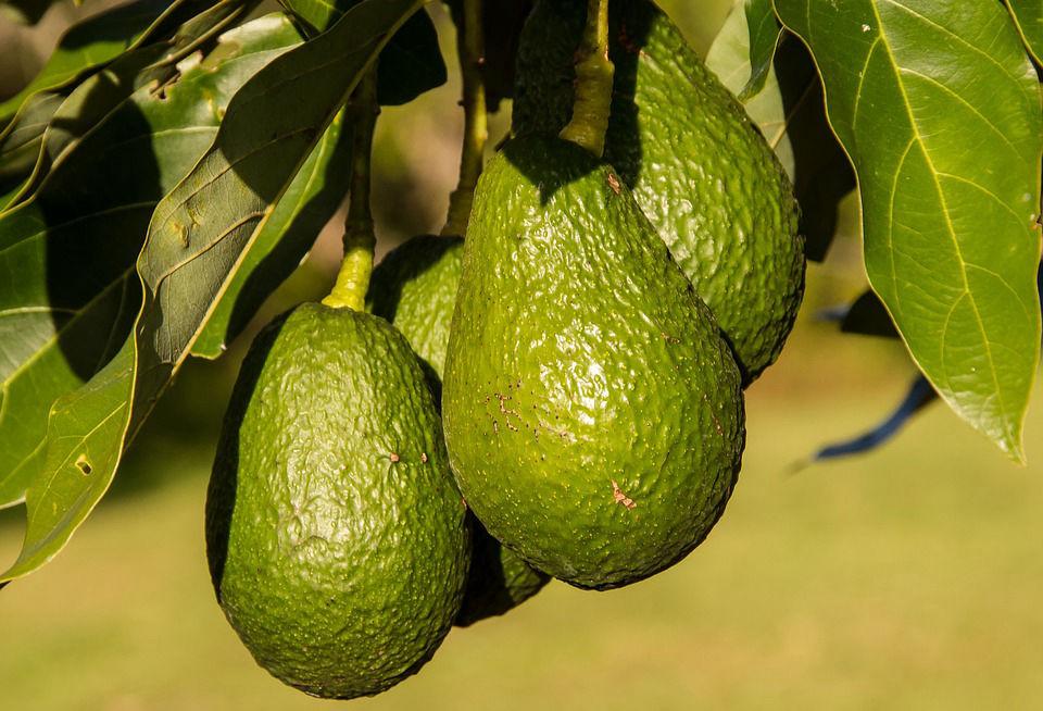Persea americana