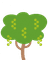 Macadamia