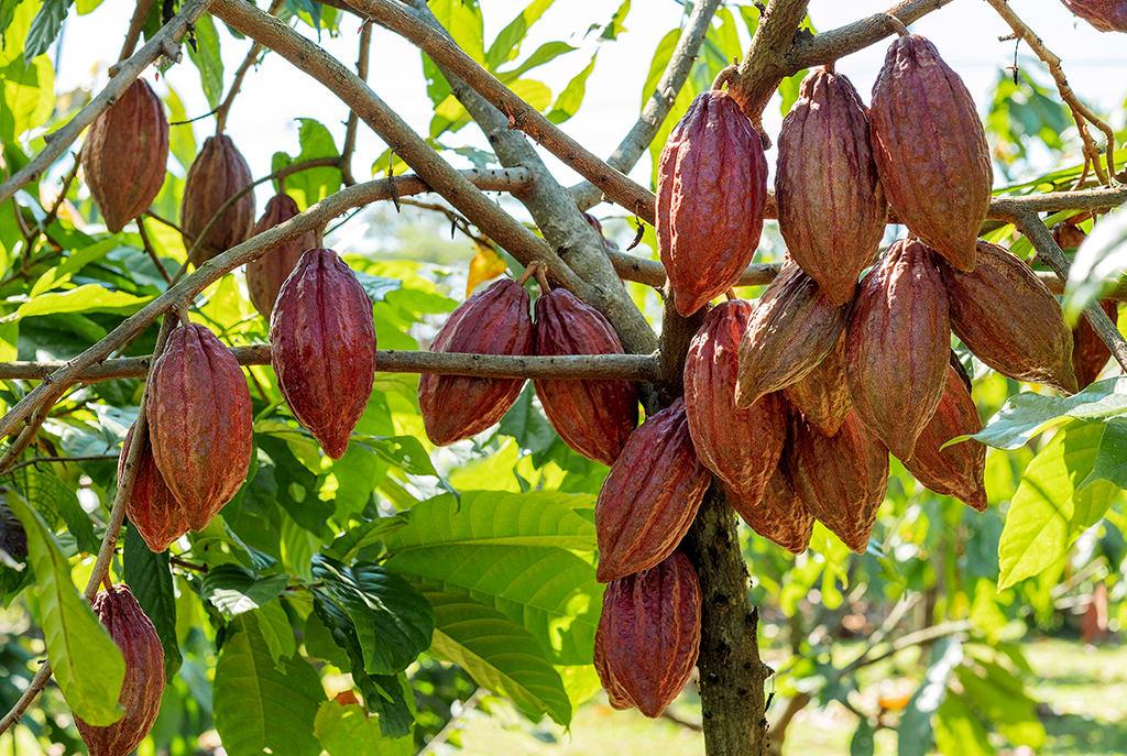 Theobroma cacao