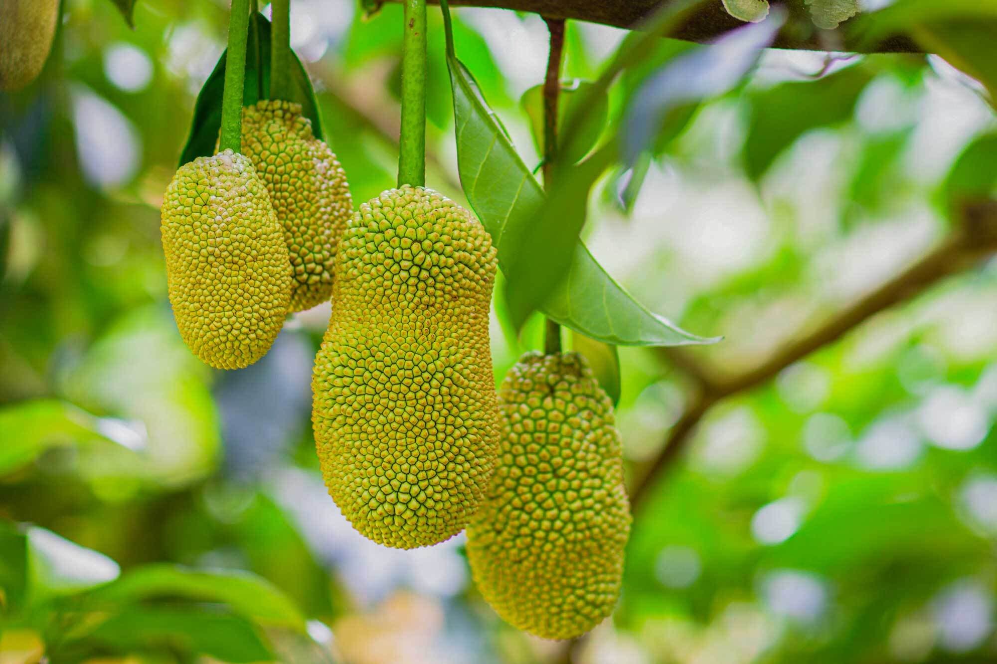 Artocarpus heterophyllus