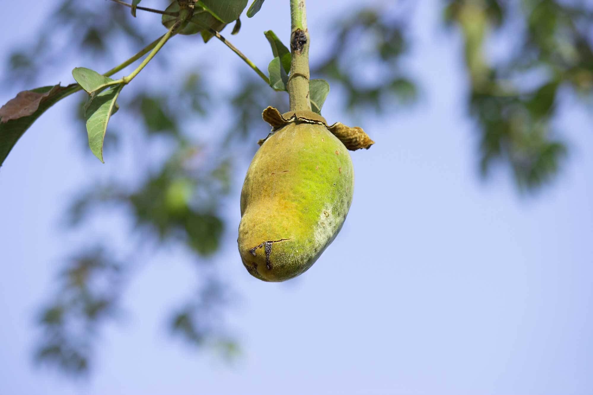 Adansonia