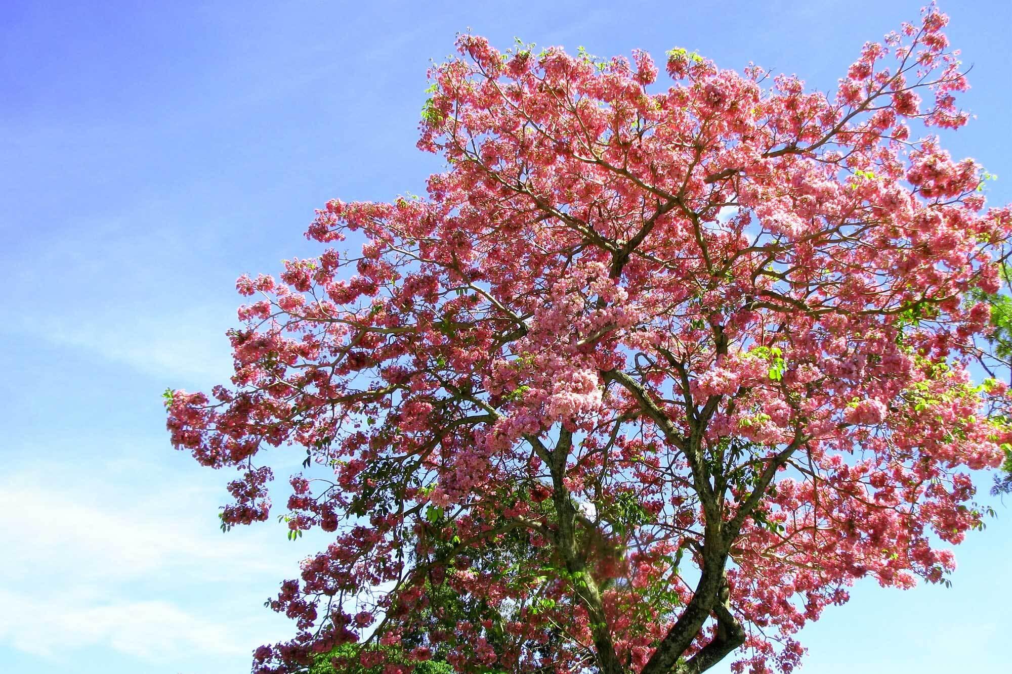 Tabebuia pentaphylla