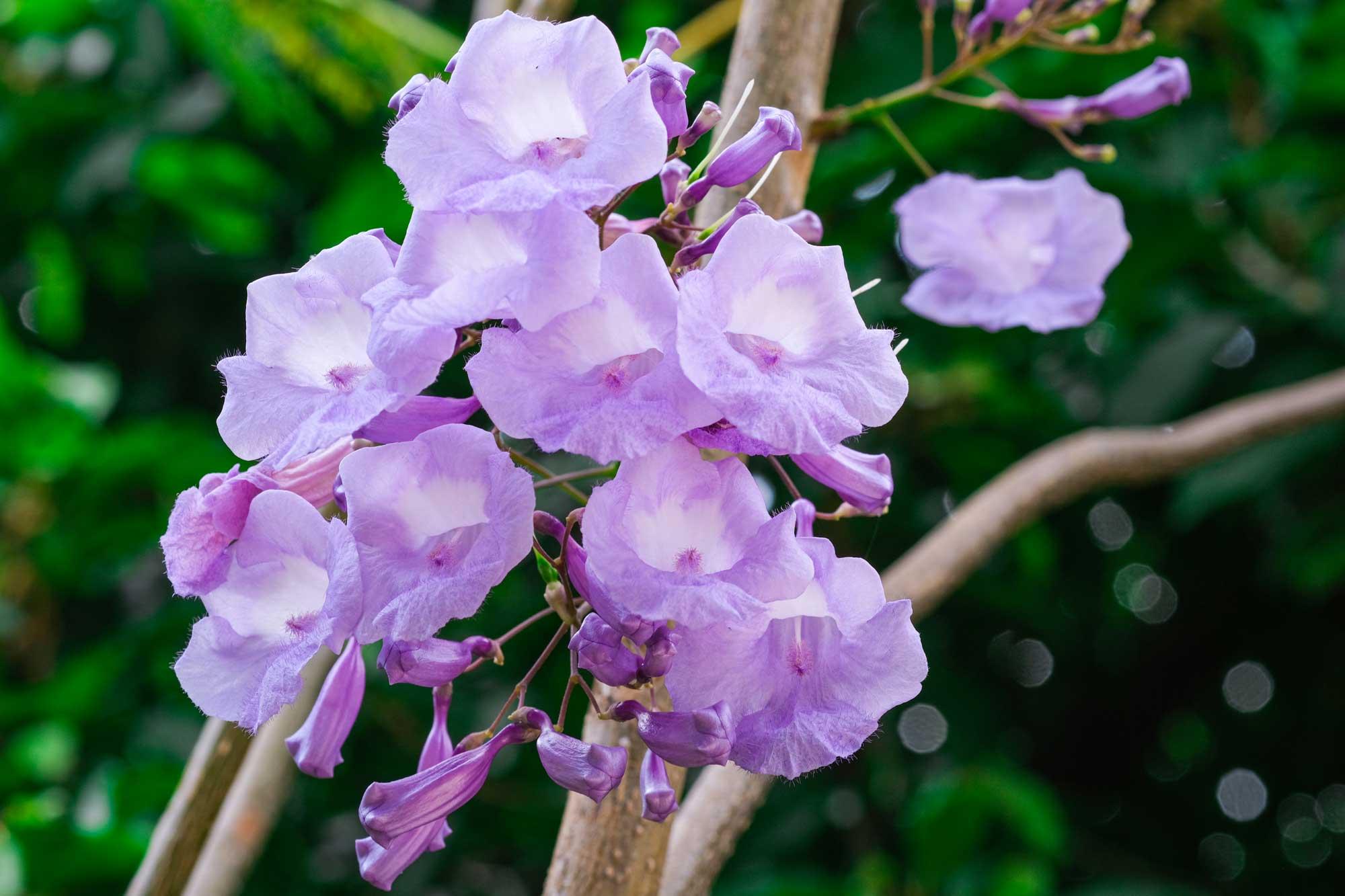 Jacaranda mimosifolia